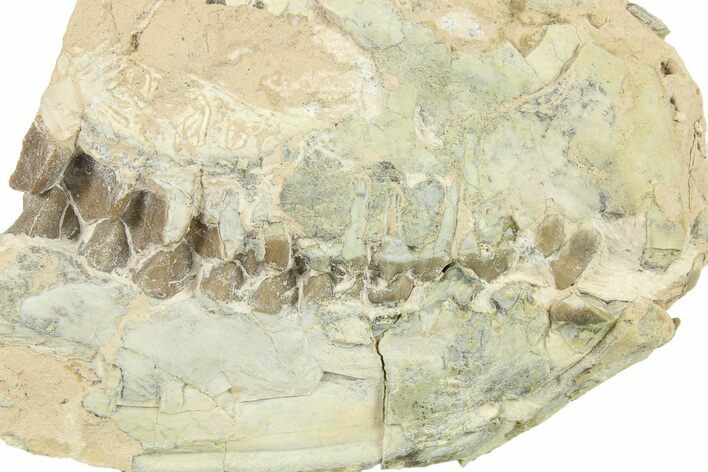 Fossil Oreodont (Merycoidodon) Partial Skull - South Dakota #269938